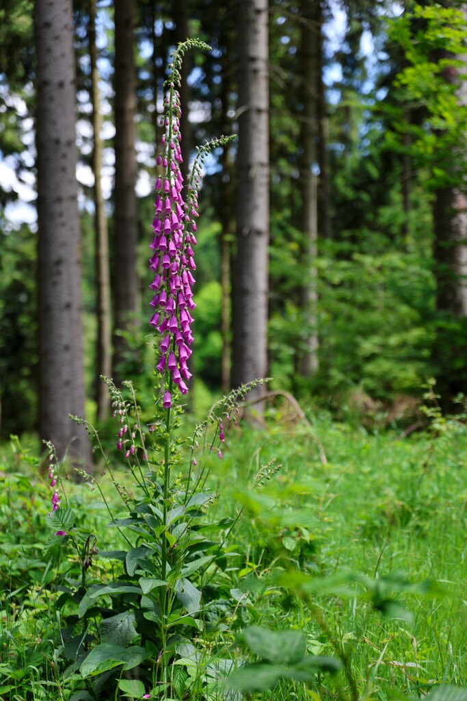 Rajd Szlakiem Kurierów Solidarności w Górach Złotych dla uczniów klasy ósmej SP nr 96 im. Leonida Teligi we Wrocławiu, 18-19 czerwca 2024/ fot. Agata Ligęcka IPN Wrocław