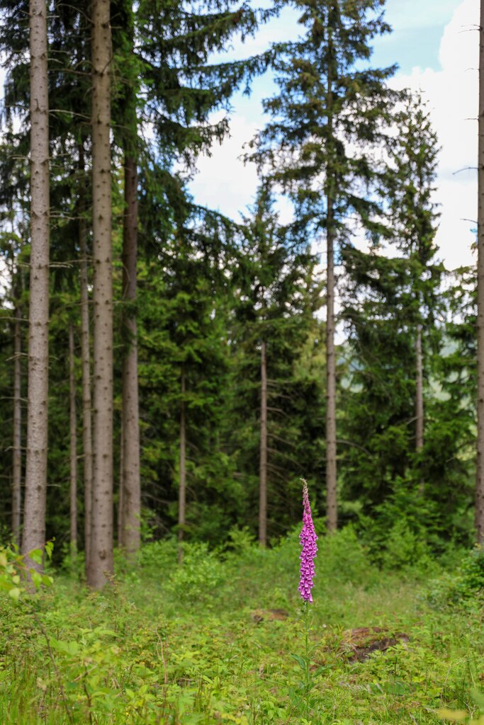 Rajd Szlakiem Kurierów Solidarności w Górach Złotych dla uczniów klasy ósmej SP nr 96 im. Leonida Teligi we Wrocławiu, 18-19 czerwca 2024/ fot. Agata Ligęcka IPN Wrocław
