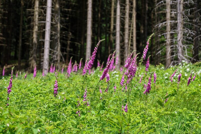 Rajd Szlakiem Kurierów Solidarności w Górach Złotych dla uczniów klasy ósmej SP nr 96 im. Leonida Teligi we Wrocławiu, 18-19 czerwca 2024/ fot. Agata Ligęcka IPN Wrocław