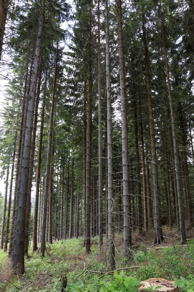 Rajd Szlakiem Kurierów Solidarności w Górach Złotych dla uczniów klasy ósmej SP nr 96 im. Leonida Teligi we Wrocławiu, 18-19 czerwca 2024/ fot. Agata Ligęcka IPN Wrocław