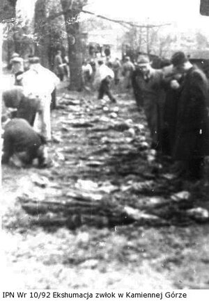 Ekshumacja zwłok więźniów , Kamienna Góra 1946
